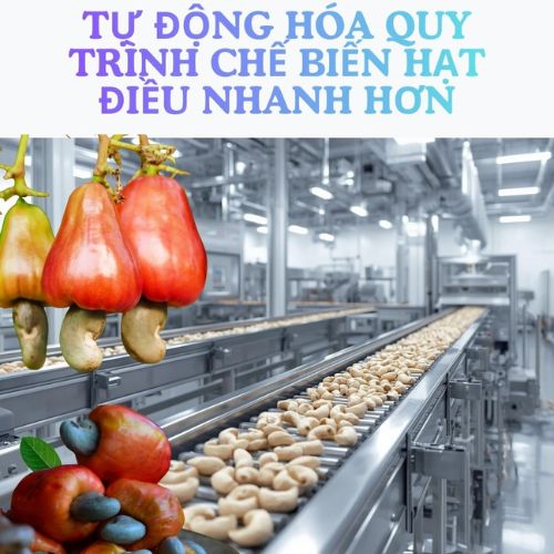 Tự động hóa giúp quy trình chế biến hạt điều nhanh hơn, sạch hơn và đồng nhất hơn, đáp ứng tiêu chuẩn xuất khẩu