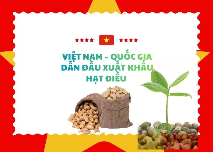 Việt Nam– quốc gia dẫn đầu xuất khẩu hạt điều nhờ chất lượng vượt trội, nguồn nguyên liệu lớn và công nghệ hiện đại